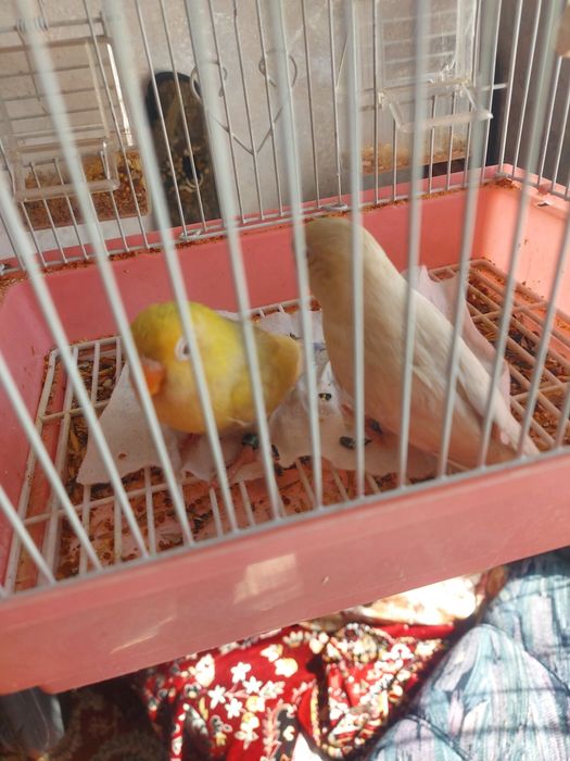 Папугай Неразлучники пара