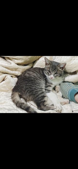 5 oylik o‘g‘il bola mushukcha