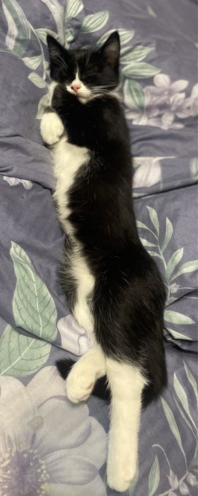 Котята Бесплатно