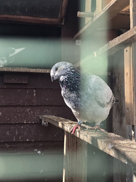 Porumbei standard de vanzare