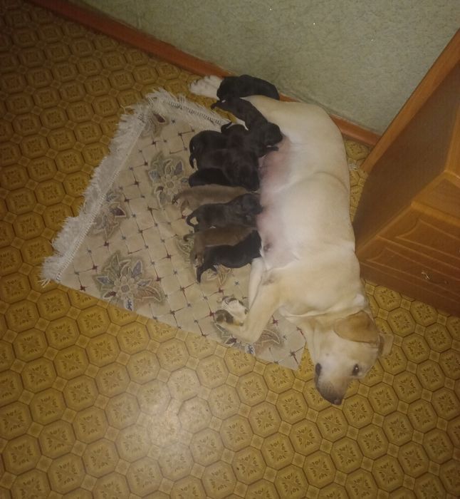 Продам щенков лабладора