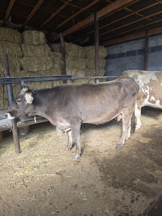 Буаз сиыр сатылады