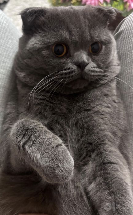 Zotdor Scottish fold⁠.