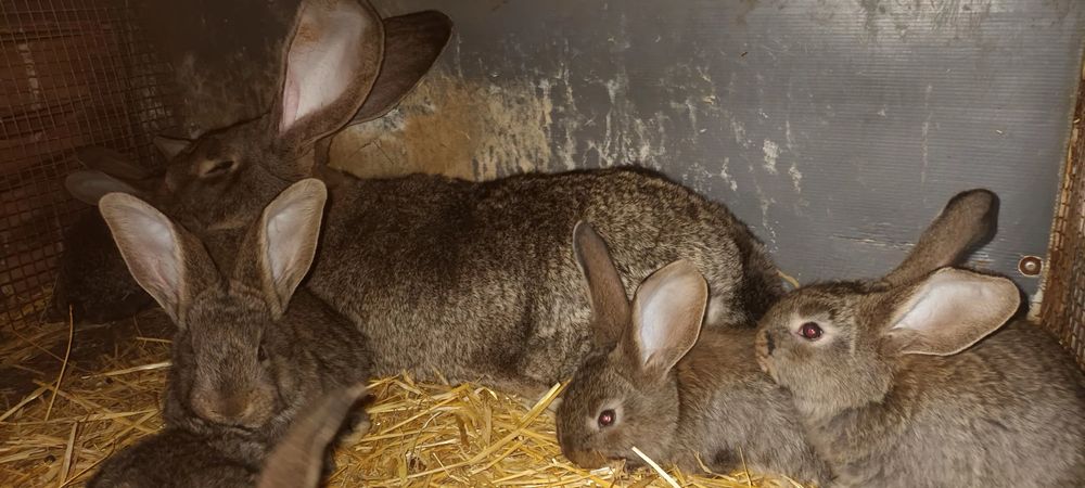 Зайци на 3 месеца