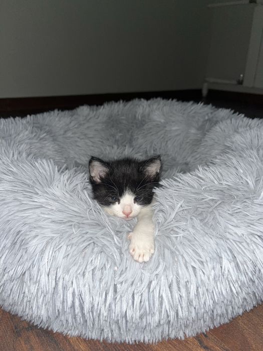 Отдам в добрые руки котенка