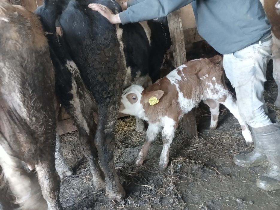 Vînd 2 vaci fatate recent si 5 gestante si un mînz