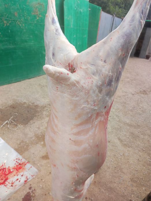 Семыз кой токтылар