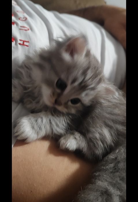 Сибирско коте (сребърно Таби)