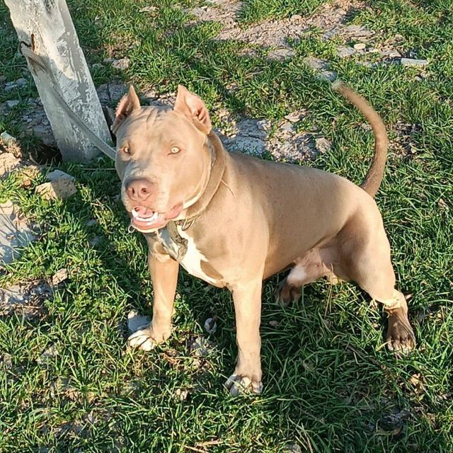 Вязка.Предлагается кобель питбуля только на вязку. Qoshishga