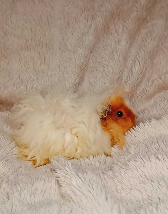 Морски свинчета альпако и зайчета