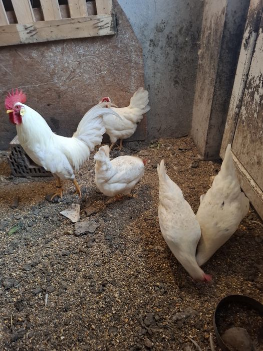 Oua de incubat italian alb și australorp