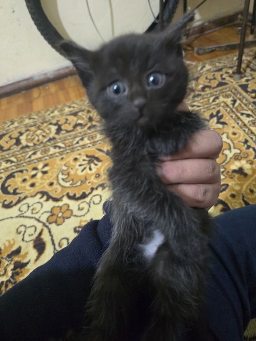 Отдам котята. Родились 25 ноября