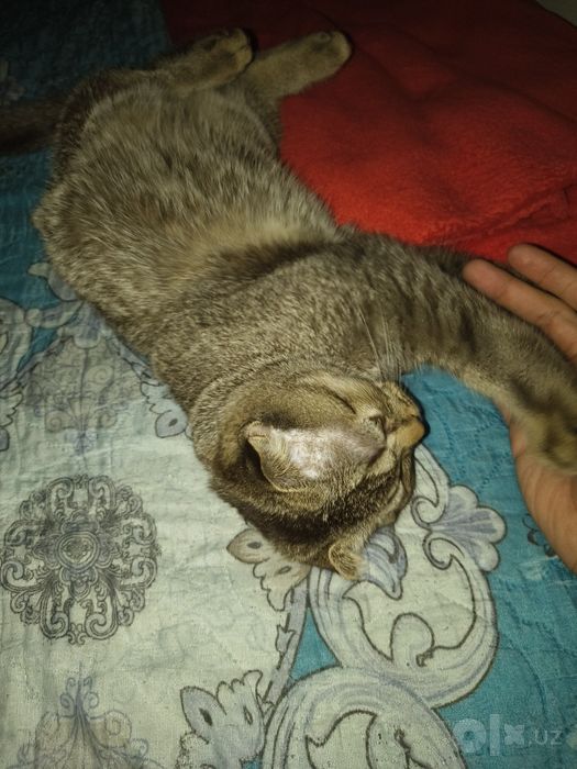 продается кот породы скотиш шиншилла,мальчик,5 месяцев