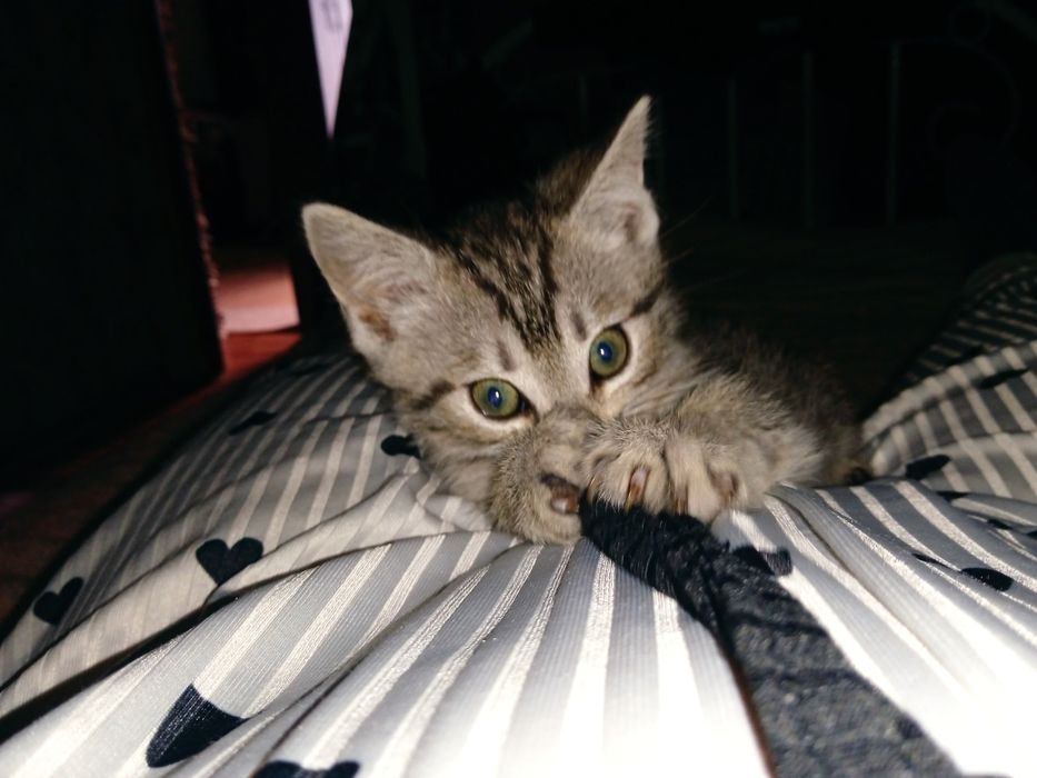 отдам котят в хорошие руки
