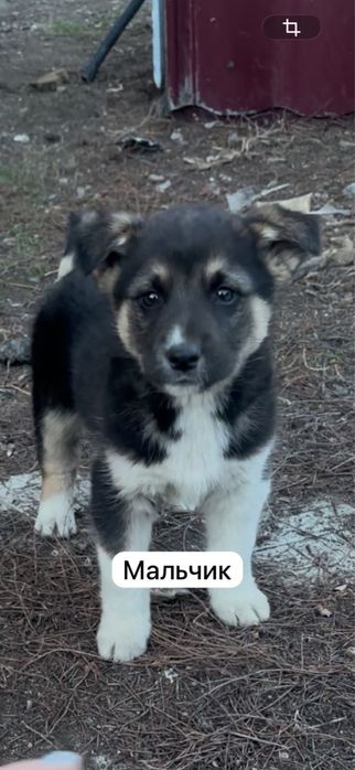 Отдам трех щенят в добрые руки