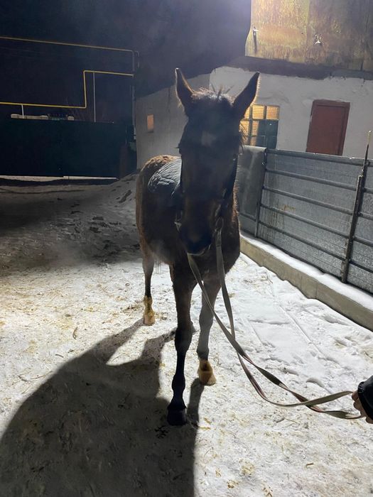 Тай жеребенок мынгы