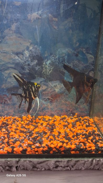 Продам аквариум вместе с рыбками