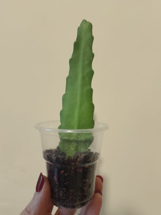 Эпифиллум Акермана