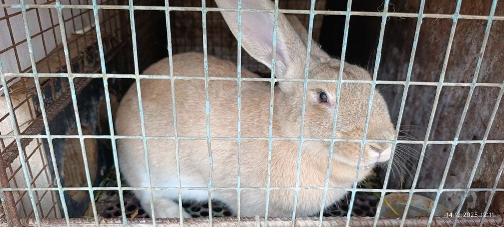 Кролики великаны