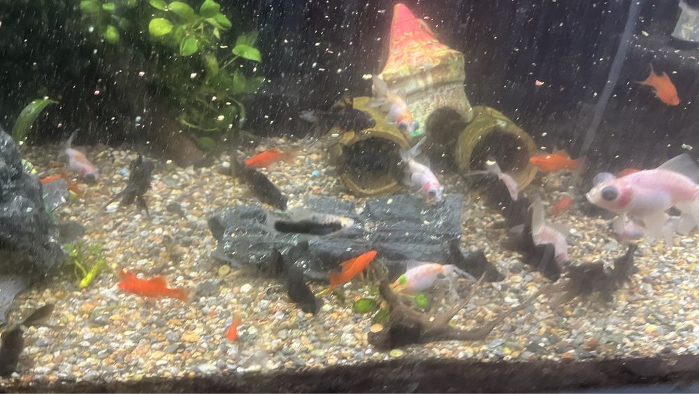 Телескоп белыйе