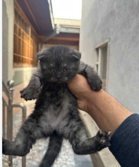 Шотладско вислоухие котята