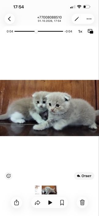 Шотлански кошка