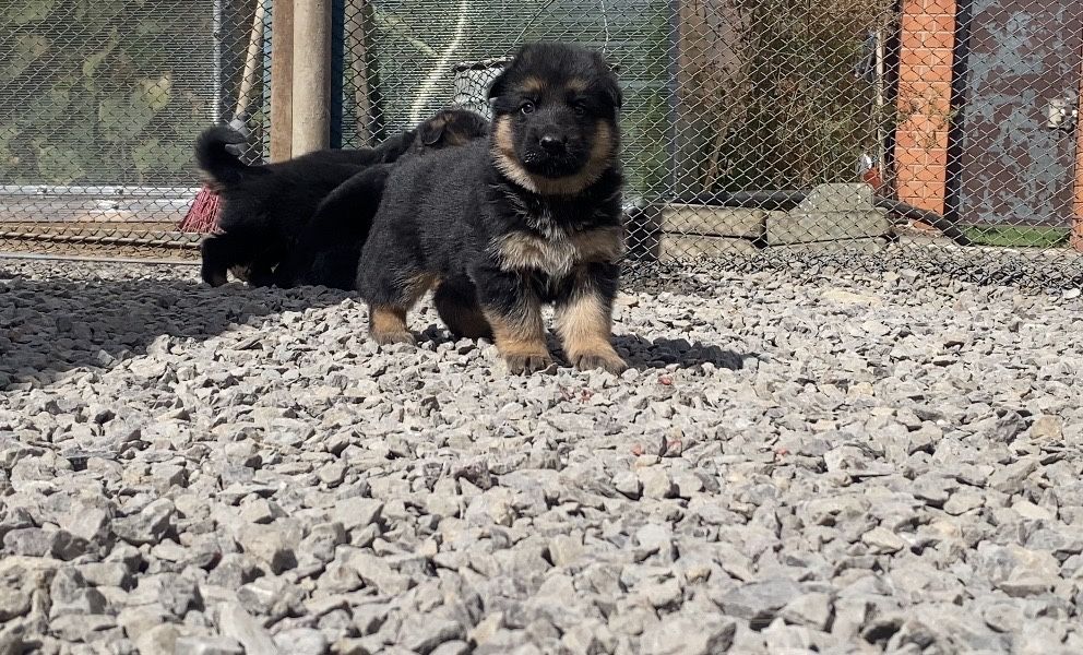 Продам щенков немецкой овчарки