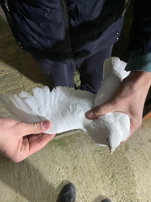 Билитын кептер сатылады