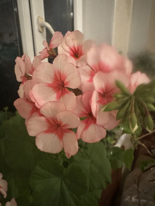 Герань, комнатные цветы