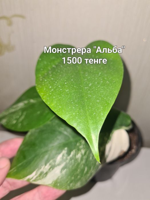 Комнатные цветы продаю