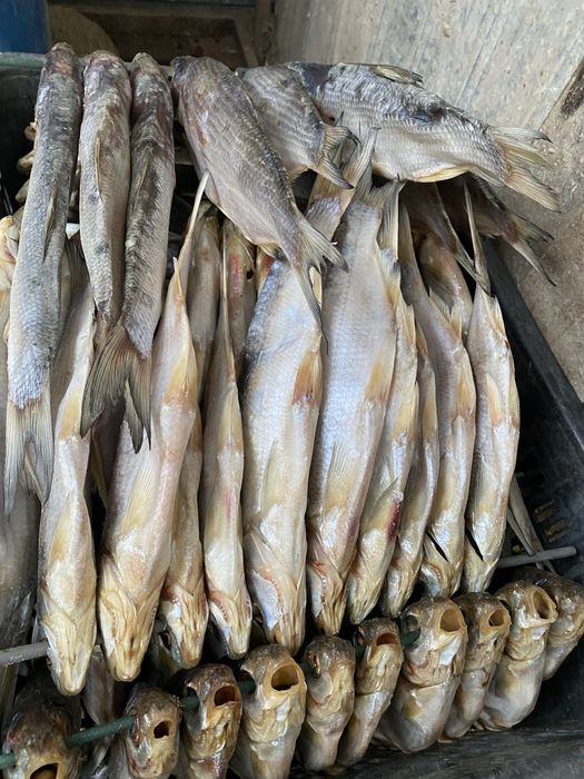 Вяленый рыбец жирный