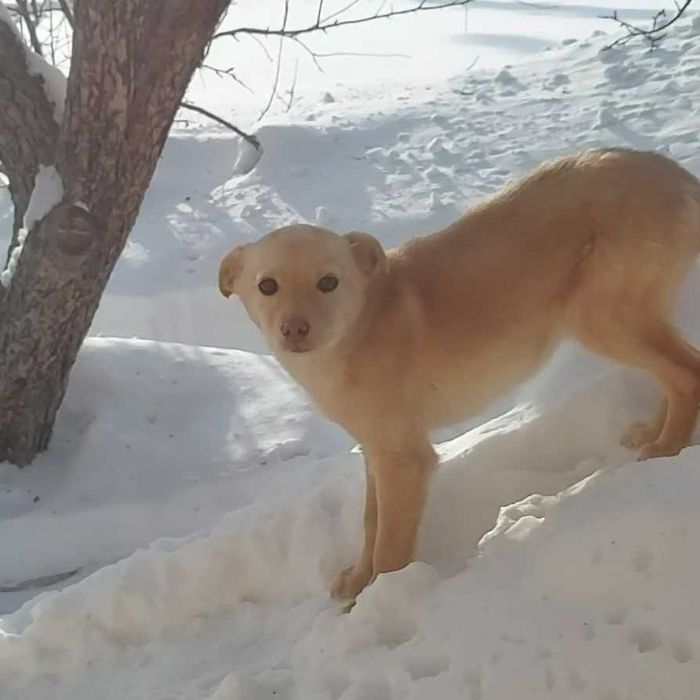 ОТДАДИМ в хорошие руки