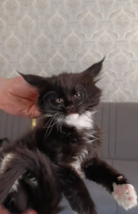 котята Мейн Кун 65 тыс.