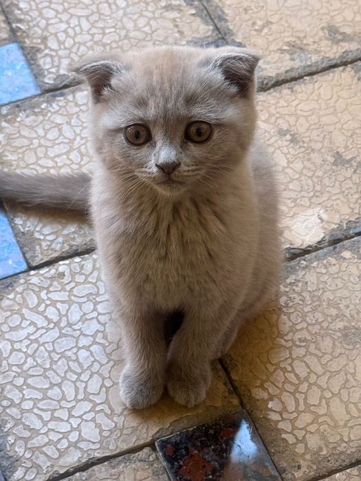 Продаются чистокровные котята от правильной вязки.
Вислоухие фолды