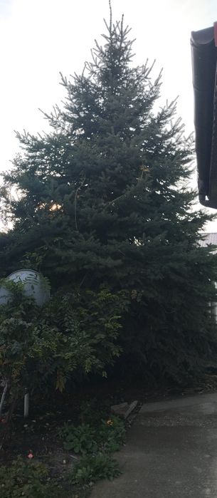 Brad argintiu de vânzare