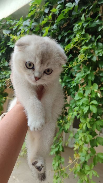 Продаются котята