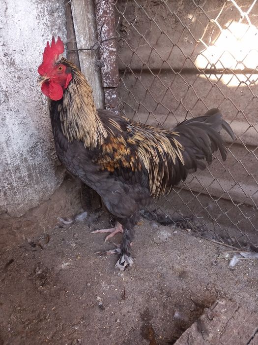 Cocoși marans  2026