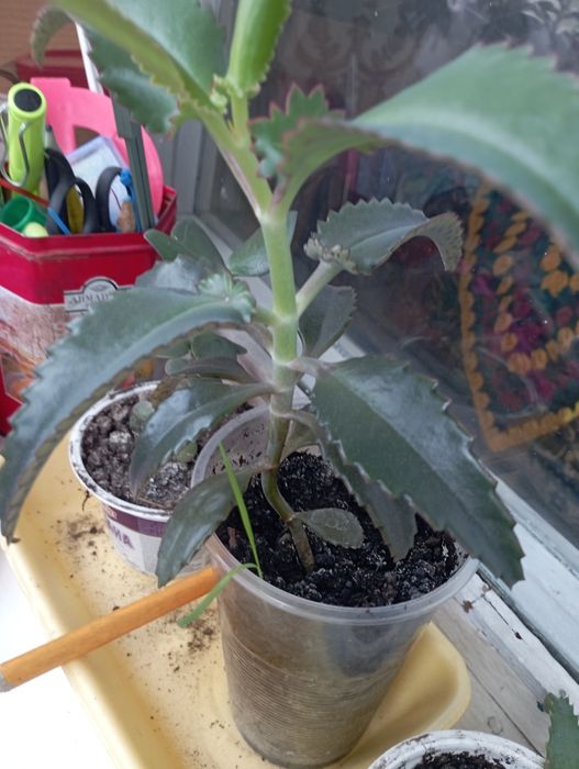 Цветы на продажу