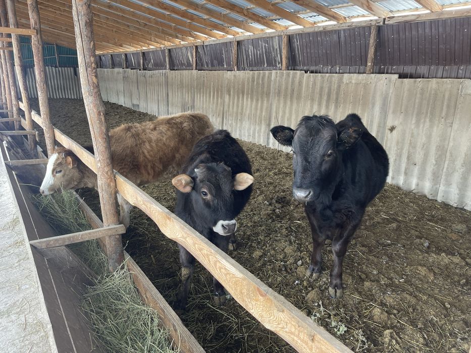 Крупно рогатый скот