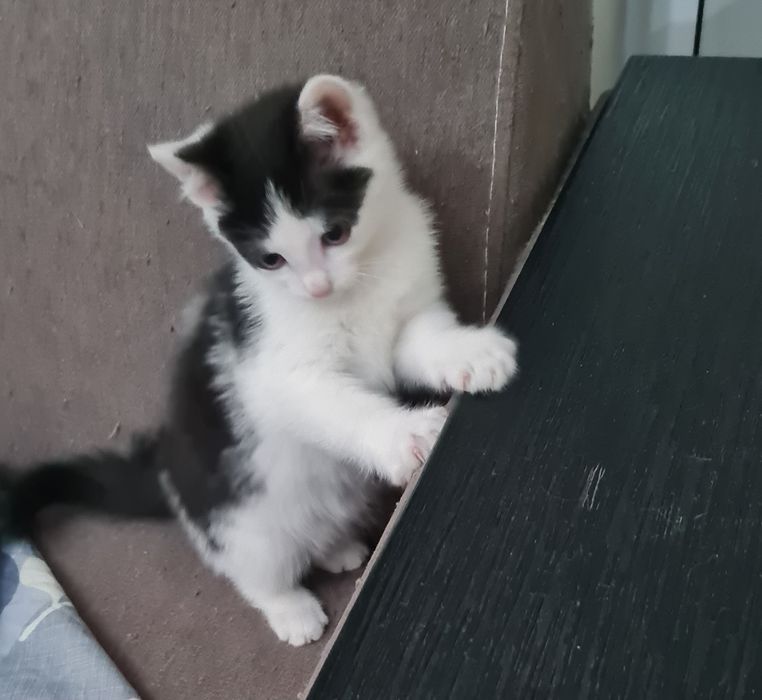 Отдам в добрые руки котенка девочку,