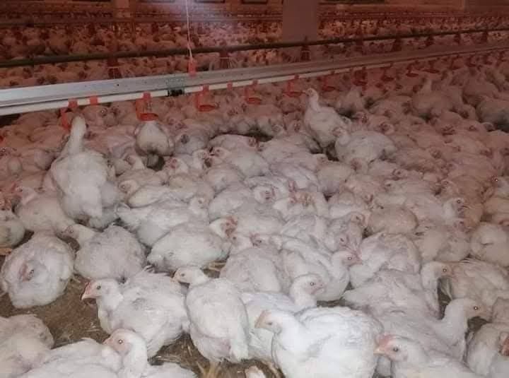 Puii de carne , rațe,curci, puicuțe ouatoare