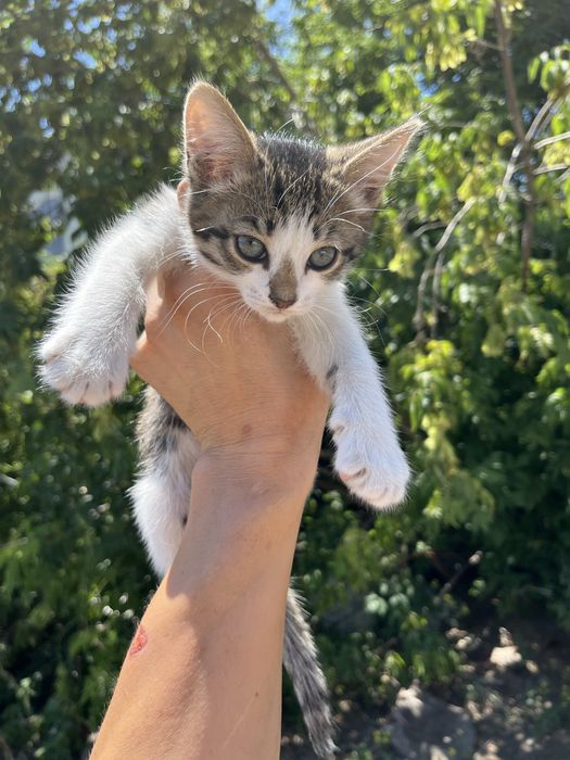 Отдам котенка в хорошие руки