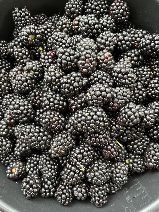 Продам домашнюю ежемалину
