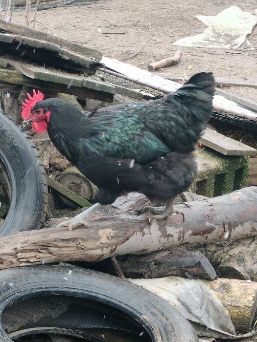 Vând cocoși de rasă