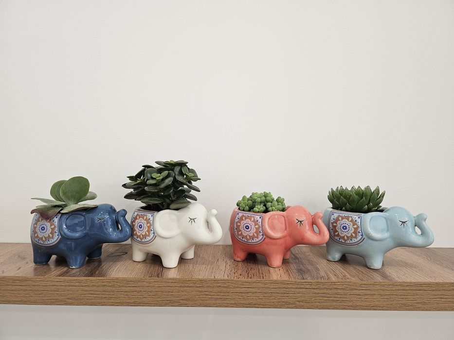 Суккулентные денежные растения в керамических горшочках. 4 шт