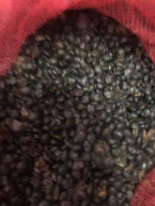 Лаконос Американский -семена