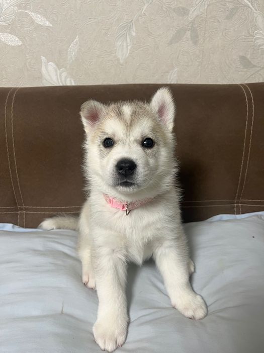 Бебета порода сибирско хъски –  за резервации