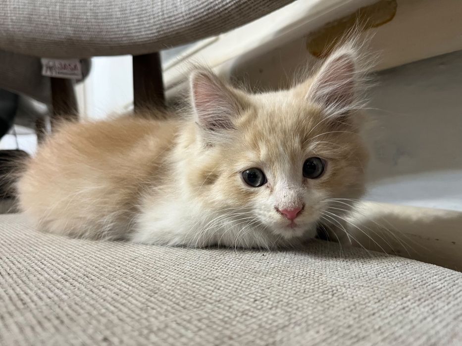 Котята в заботливые руки.