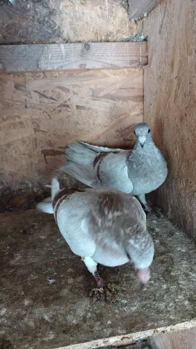 Porumbei voiajori...