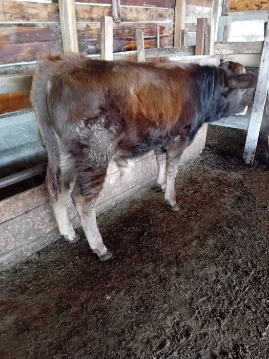 vand vitelul din imagine